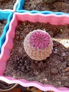 Echinocereus Rigidissimus var Rubrispinus