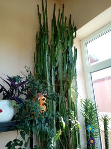 Euphorbia Trigonas