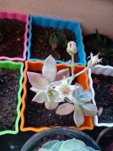 Graptopetalum Paraguayense