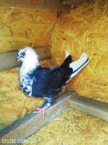 Pui de jucător de Amara; Bălţat pe negru
