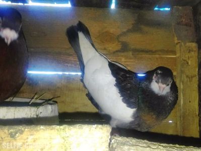 Una mai specială; Jucătoare bălţată românească pe ciocolatiu
