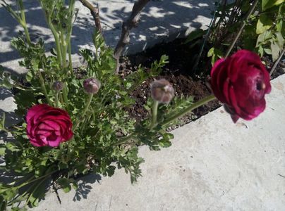 1 mai