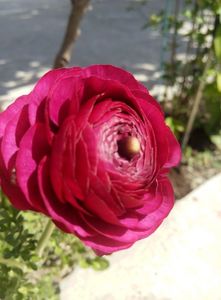 1 mai-ranunculus