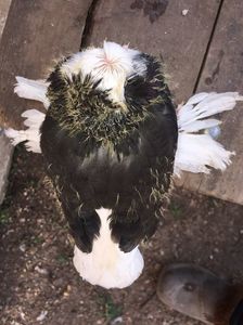 Pag