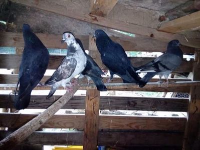 Ajunşi acasă după o lunga călătorie