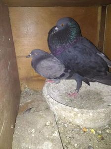 Captura 2 cu un mascul negru la văduvie