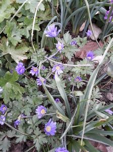 Anemone Blanda