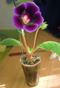 2018; o pitica violeta
