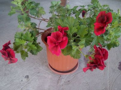 2 mai