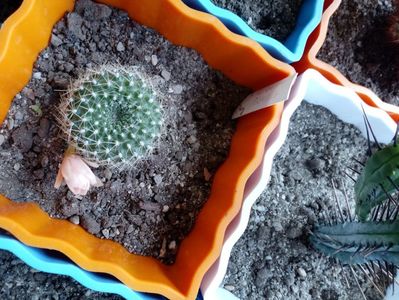 Rebutia Senilis