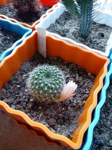 Rebutia Senilis