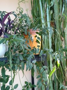 Jasminum Polyanthum , Euphorbia Trigonas