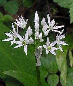 LEURDĂ (Allium ursinum).; LEURDĂ (Allium ursinum). Plantă perenă din genul Allium, rudă cu arpagicul, ceapa și prazul. Frunzele alungite, terminate într-un vârf ascuțit au gust pregnant de usturoi.
