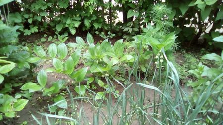 Pecetea Lui Solomon (Polygonatum Odoratum)