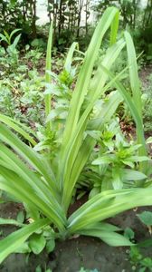 Crin salbatic -  Xanthorrhoeaceae (Hemerocallis)