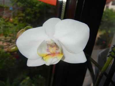 White Phalaenopsis (2016, June 02)