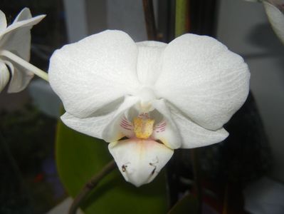 White Phalaenopsis (2017, April 15)
