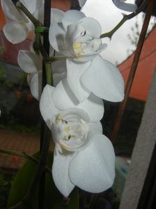 White Phalaenopsis (2017, April 17)