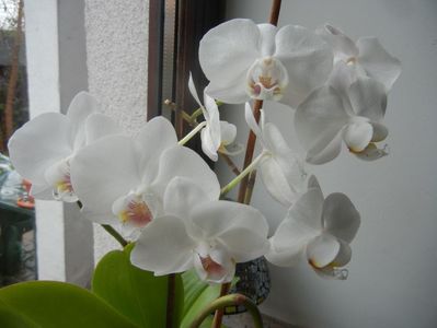 White Phalaenopsis (2018, Feb.14)