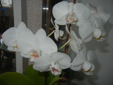 White Phalaenopsis (2018, Feb.14)
