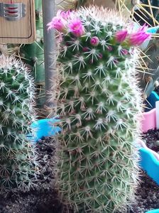 Mammillaria Backebergiana