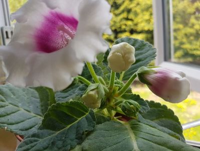 Gloxinia mea frumoasa 