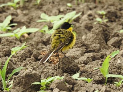 Codobatură galbenă (Motacilla flava)