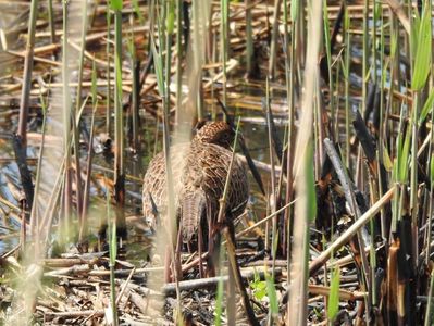 Fazan (Phasanius colchicus)