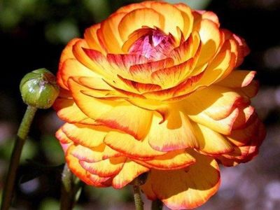 208965343_3_644x461_ranunculus-picotee-yellow-orange-and-brown-seminte-plante-gradina; 1 bulb ranunculus picotee - yellow - orange and brown
