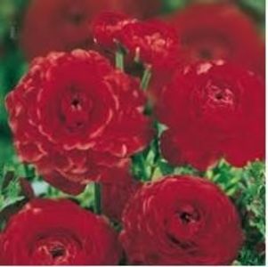 208968713_1_644x461_ranunculus-asiaticus-red-bulbi-pucioasa; 1 bulb roșu
Ranunculus asiaticus - Red - bulb
