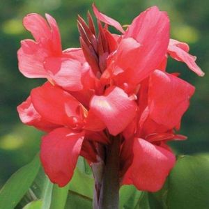 179827101_5_644x461_canna-inalta-rosie-frumusete-tropicala-bulbi-dambovita_rev006; Canna INALTA ROSIE, frumusete tropicala- bulbi

CULOARE: rosu- portocaliu
