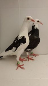 vanduti