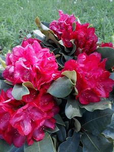 Rhododendron Red Jack; 04.05.2018
