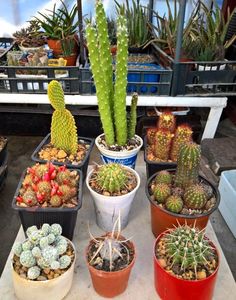 Grup 9 cactusi-60lei; Opuntia microdasys v. pallida, Austrocylindropuntia subulata monstruosa, Mammillaria elongate, Mammillaria prolifera ssp prolifera, Echinopsis oxygona, Lobivia aurea, Mammillaria gracilis, Tephrocactu
