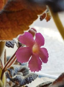 thumbnail (86) Pink Panther
