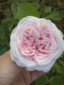 Souvenir de la Malmaison