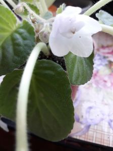 Violete Africane; Violeta parma clasică
