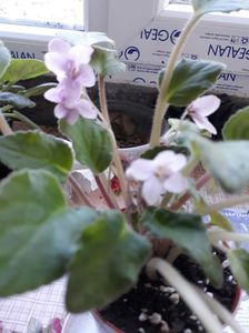 Violete Africane; Violeta parma clasică

