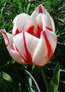 Nuovo_1_Photo7369