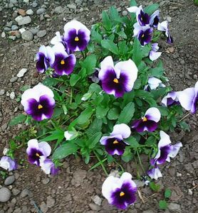 Nuovo_1_Photo7419