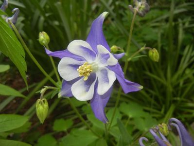 Aquilegia Blue & White (2018, Apr.24)