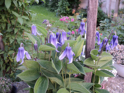 clematita integrifolia Little Artist , mai 2018