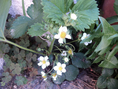 mai 2018