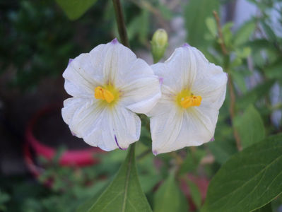 gentiana alba (solanum)
