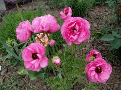 6 mai 2018-ranunculus
