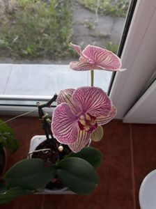 Mini phalaenopsis