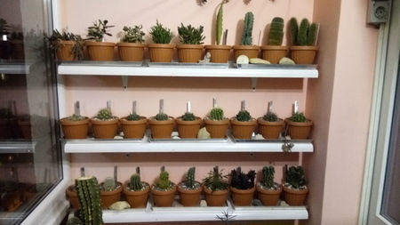 Cactusi 03.2018