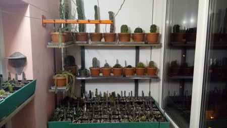 Cactusi 03.2018