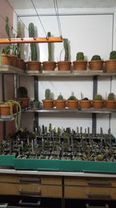 Cactusi 03.2018