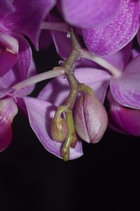 orhidee_bobite_transparente_boboci_foto